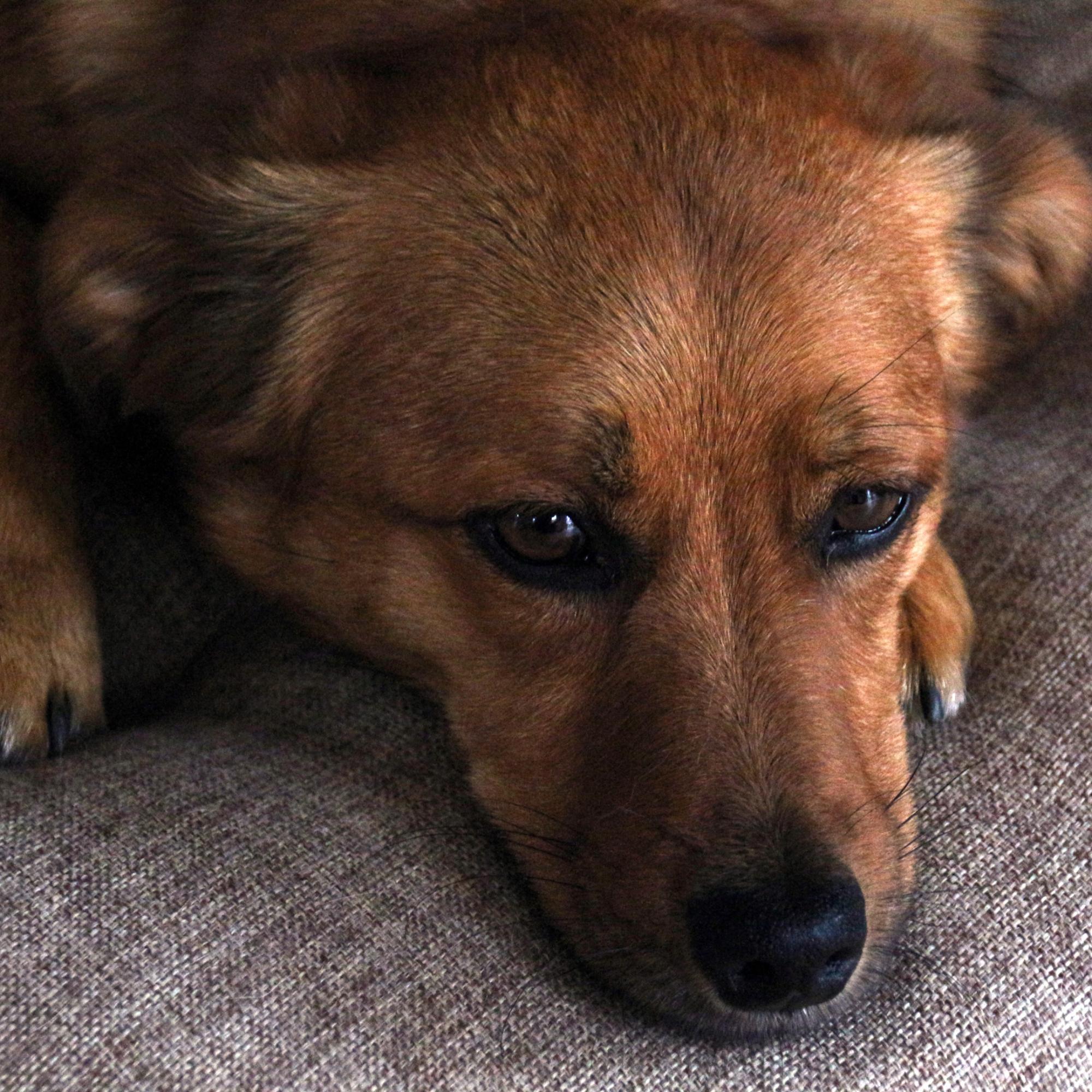 hundeblick_3_by_peter_weidemann_pfarrbriefservice